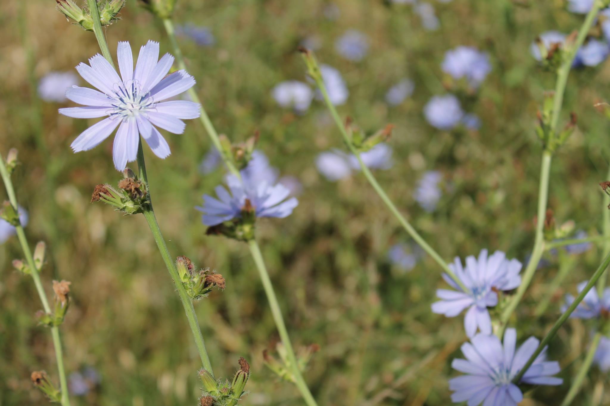 Bea Sanjust - Wildflowers